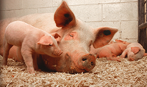 sowpigletsbisSmall