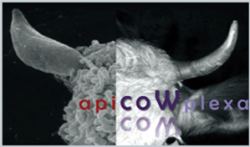 apiCOWplexa2019